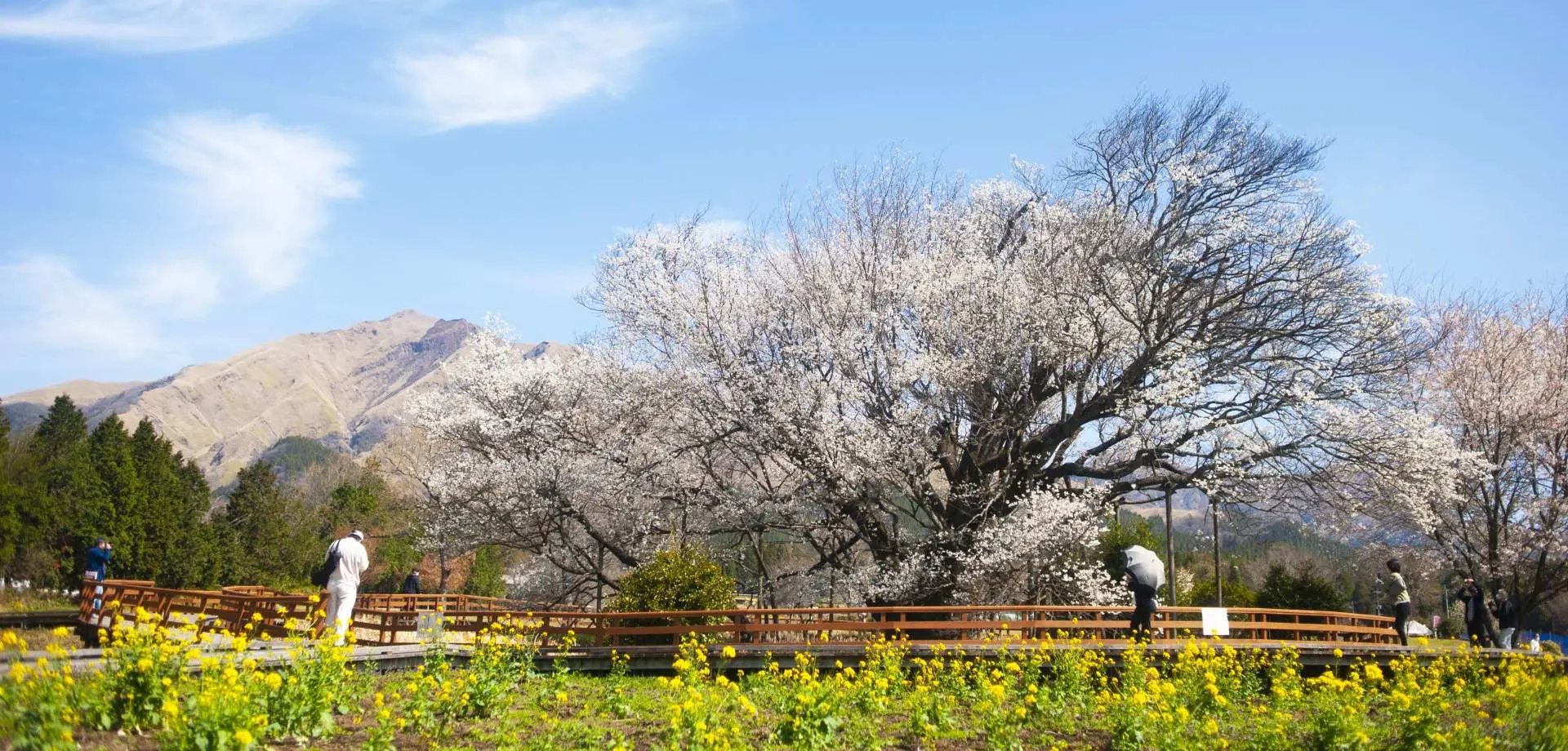 🌸 일심행 공원 (잇신교 코엔) 이미지 8